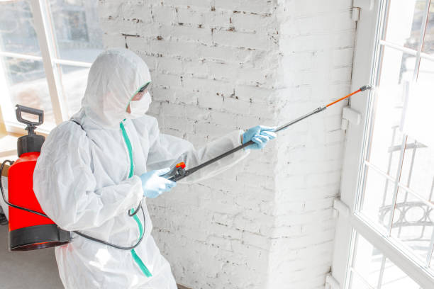 Mold Odor Removal Services in St Rose, LA